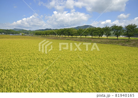 【京都　亀岡市　たわわに実った稲穂】田園　秋イメージ 81940165