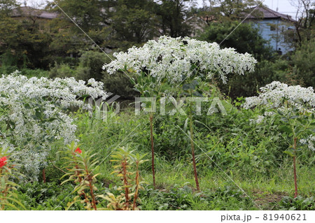 秋の公園に咲くハウユキソウの白い花 秋の公園に咲くハウユキソウの白い花 81940621