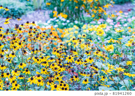 ルドベキアが咲く花壇 81941260