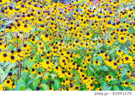 ルドベキアが咲く花壇 81941270
