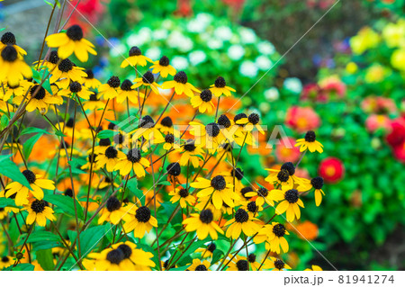 ルドベキアが咲く花壇 ルドベキアが咲く花壇 81941274