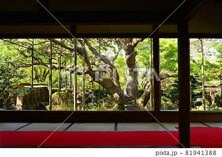 新緑の京都大原の里、宝泉院の額縁庭園五葉松を早朝に拝観 81941388