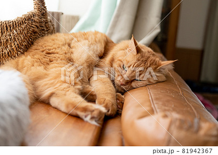 不機嫌そうな猫　茶トラ猫 81942367