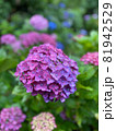 紫と青のハイブリット紫陽花 81942529