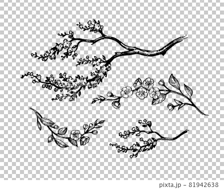 Blooming cherry branches. 81942638