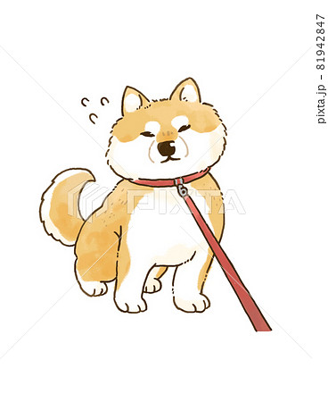 散歩を嫌がるかわいい柴犬のイラストレーションのイラスト素材