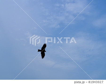 野鳥 ワシ 野鳥 ワシ 81943027