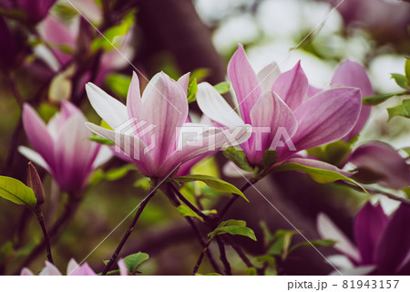 Magnolia spring flowers 81943157