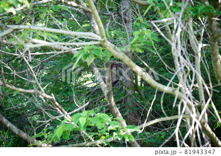 野生の日本猿｜滋賀県東近江市 81943347