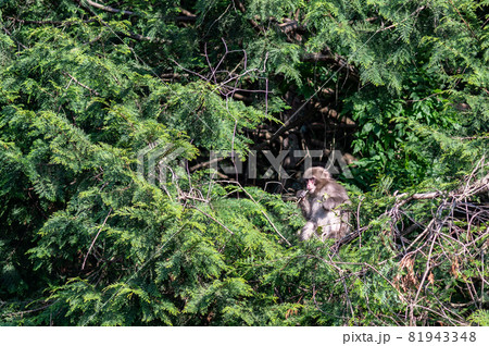 野生の日本猿｜滋賀県東近江市 81943348