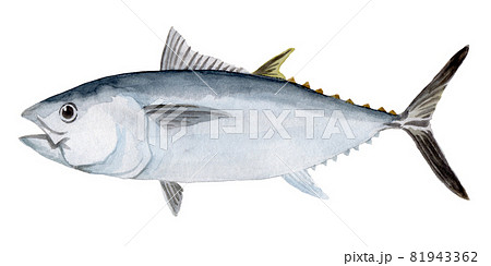 クロマグロの手描き水彩画 81943362
