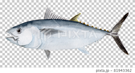 クロマグロの手描き水彩画 81943362