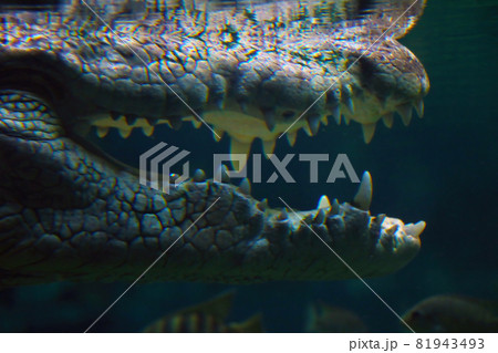 Blurred background, out of focus, open jaw crocodile underwater. 81943493