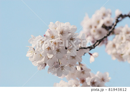 花の命は短くての代表のような桜の花は満開で 花吹雪に変わって感動を呼び起こすの写真素材