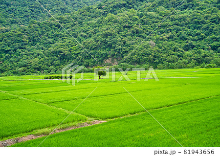 Green rice fields. Blue sky, white clouds, mountains are like idyllic paintings. Green rice fields. Blue sky, white clouds, mountains are like idyllic paintings. 81943656