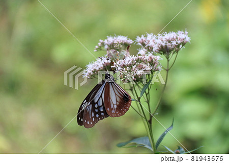アサギマダラとフジバカマ 81943676