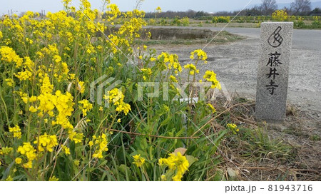 早春の徳島県阿波市の吉野川河川敷で遍路道に咲く菜の花と道標【2月】 早春の徳島県阿波市の吉野川河川敷で遍路道に咲く菜の花と道標【2月】 81943716