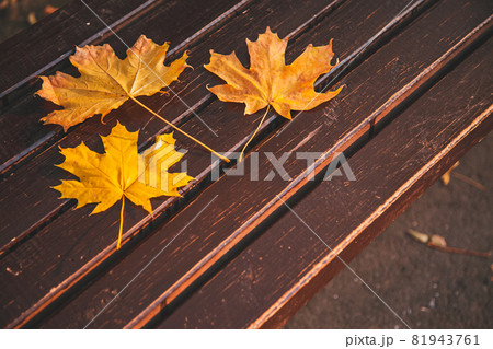 Fallen yellow maple leaf on a brown wooden bench in the city park. Fallen yellow maple leaf on a brown wooden bench in the city park. 81943761
