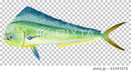 dorado mahi mahi 手繪水彩畫 81943978