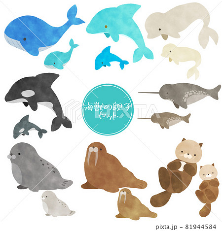 海の生き物セット イラスト 親子 海獣 海の生き物セット イラスト 親子 海獣 81944584