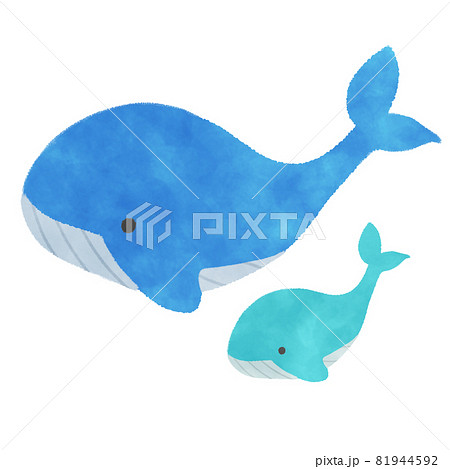 クジラの親子 イラストのイラスト素材