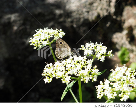 ヒメウラナミジャノメ【新潟県新発田市】 81945056