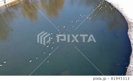 A flock of ducks rests on a freezing pond in Park 81945313