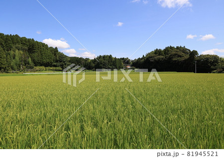 田舎の景色 田舎の景色 81945521