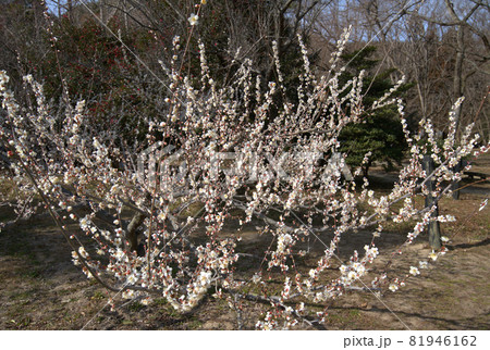 小鳥の森（三徳園）　梅園で満開の白梅の花　岡山県岡山市東区 81946162
