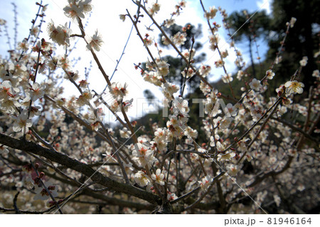 小鳥の森（三徳園）の梅園で満開の白梅の花　岡山県岡山市東区 81946164
