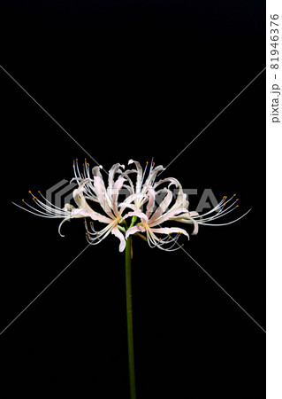 白花曼殊沙華 白花曼殊沙華 81946376