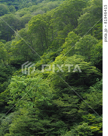 夏の広葉樹の山肌【新潟県胎内市奥胎内】 81946415