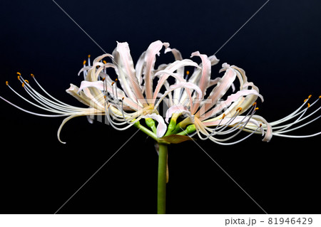 白花曼殊沙華 81946429