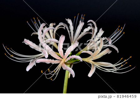 白花曼殊沙華 白花曼殊沙華 81946459