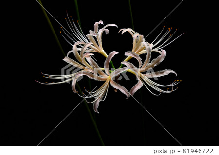 白花曼殊沙華 白花曼殊沙華 81946722