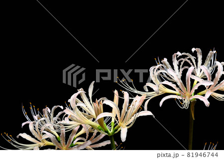 白花曼殊沙華 81946744