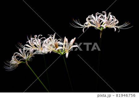白花曼殊沙華 白花曼殊沙華 81946756