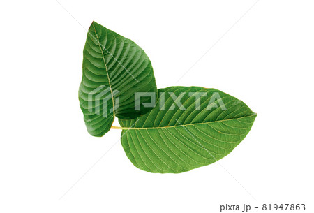 Kratom leaves.Mitragyna speciosa leaf isolated on white background 81947863
