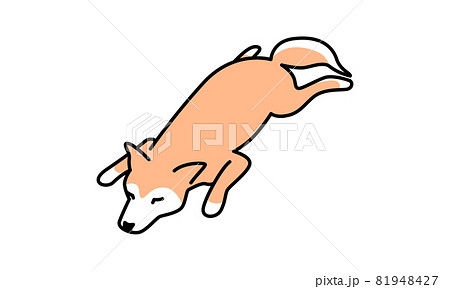 腹ばいで寝そべる柴犬 腹ばいで寝そべる柴犬 81948427