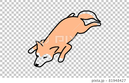 腹ばいで寝そべる柴犬 腹ばいで寝そべる柴犬 81948427