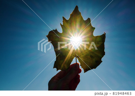 Sun shining through the heart shape in a yellow leaf 81948463