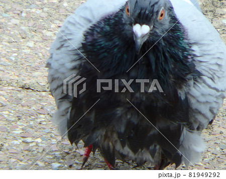 水浴びをして羽が乱れているカワラバト 水浴びをして羽が乱れているカワラバト 81949292