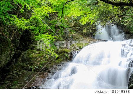 夏の千寿院の滝　福岡県糸島市 81949538