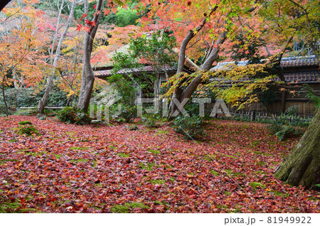 晩秋の京都市奥嵯峨の祇王寺の散り紅葉じゅうたんが美しい 晩秋の京都市奥嵯峨の祇王寺の散り紅葉じゅうたんが美しい 81949922