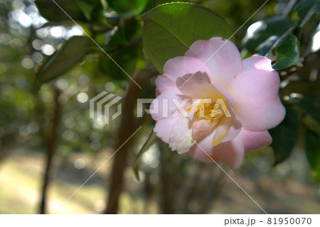 小鳥の森（三徳園）のツバキ園に咲く薄桃色の八重咲きのツバキの花　岡山県岡山市東区 81950070