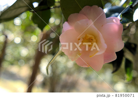 小鳥の森（三徳園）　薄桃色の八重咲きのツバキの花　岡山県岡山市東区 81950071