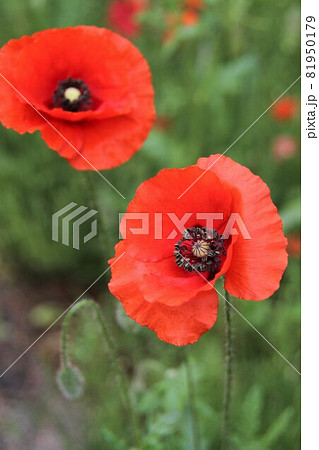 ケシの花 ケシの花 81950179