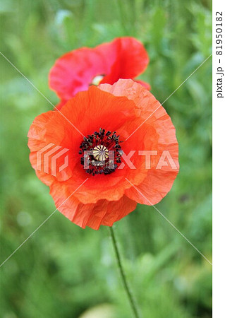 ケシの花 ケシの花 81950182