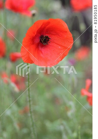 ケシの花 81950185
