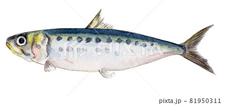マイワシの手描き水彩画 マイワシの手描き水彩画 81950311